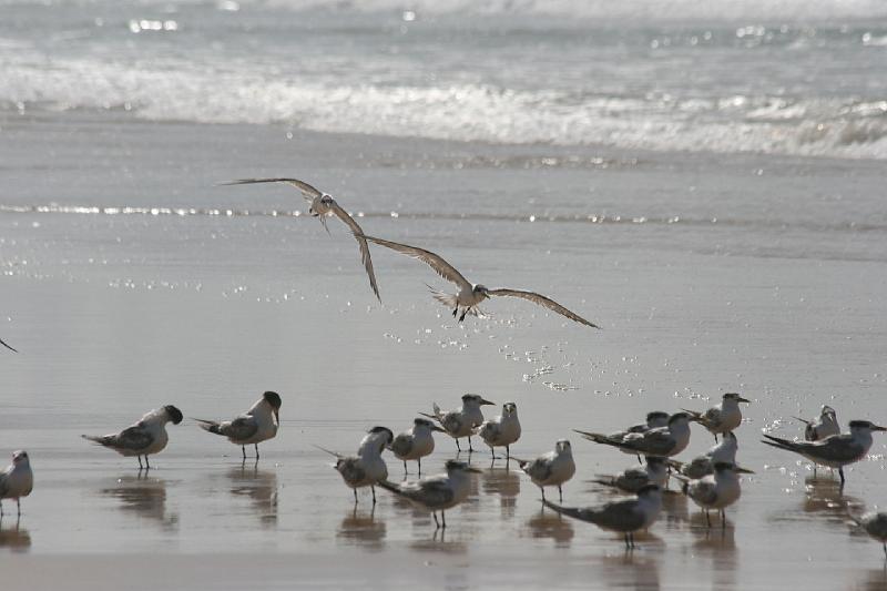2007 05 16 Fraser Island 007.JPG